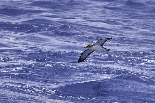 Cory's Shearwater