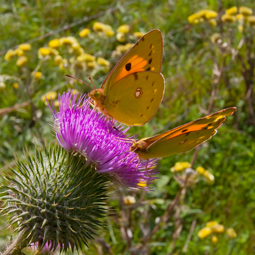 Clouded Yellow butterfly