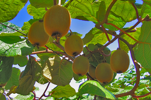 Growing organic Kiwifruit