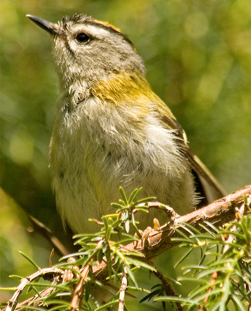 Madeira Firecrest, Regulus madeirensis