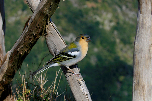 Madeira Chaffinch